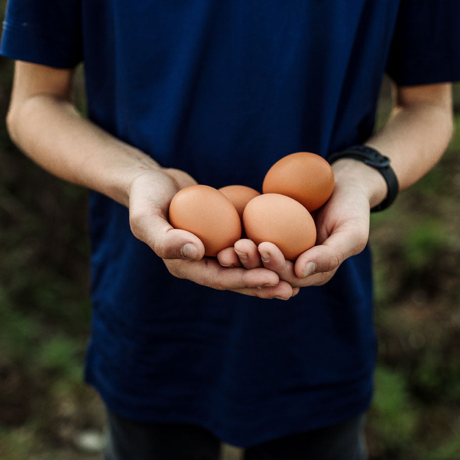 Fresh Eggs Delivered, No hormones, No antibiotics, Quality Eggs, Professional Delivery, Small Family Farm, Local Farmer, Vancouver Eggs Delivery