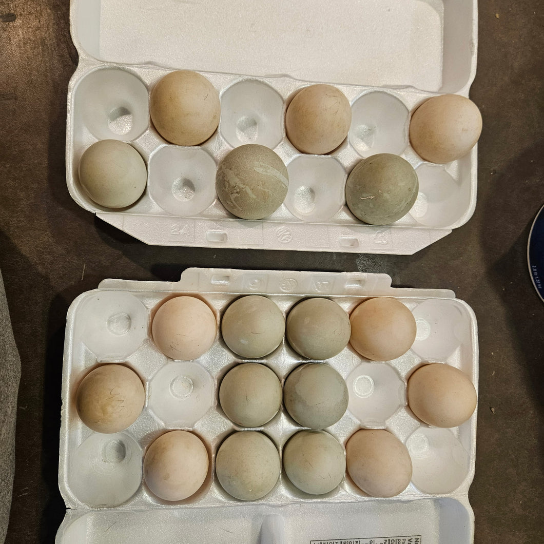 Duck Eggs 1 dozen