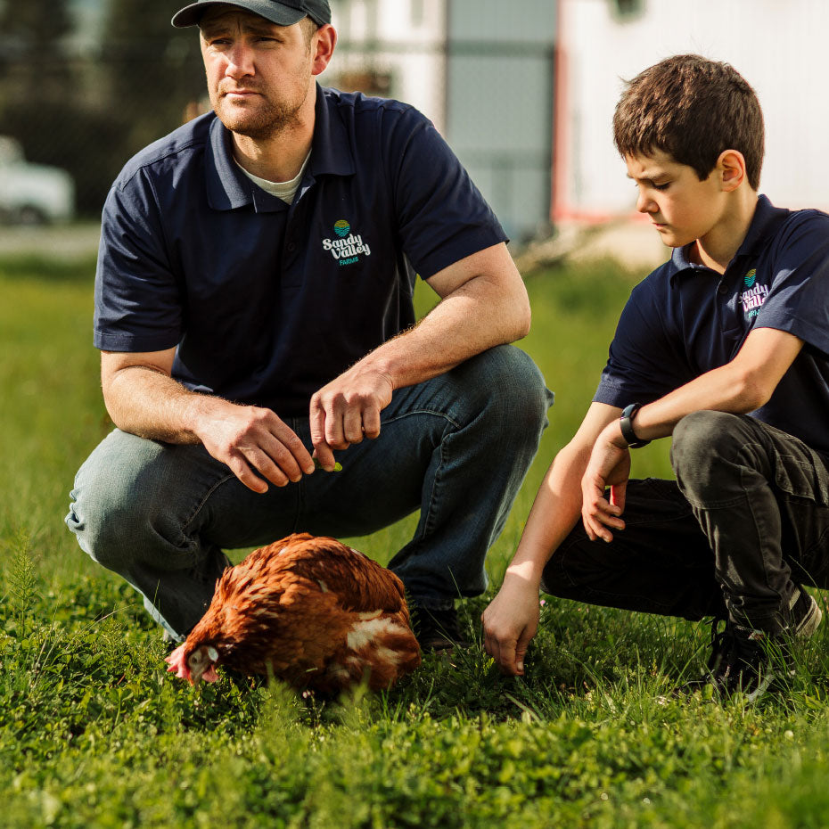 Free Range Chicken Eggs Delivered, Yarrow BC Family Farm, Vancouver Delivery, Fresh Eggs Delivered to Vancouver, Farm Eggs